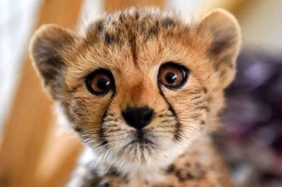 ببینید | حمله پیروز به محمد دلاوری، مجری تلویزیون