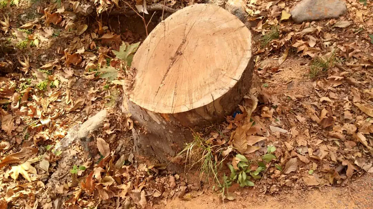 قطع درختان سعدآباد گردن پیمان‌کار افتاد!