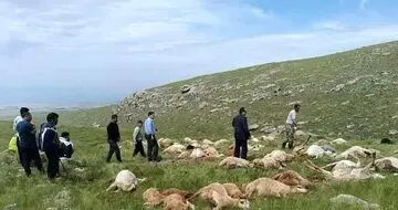 کاری که رعد و برق با ۷۹ گوسفند کرد ، آخرین وضعیت سلامتی این دو چوپان