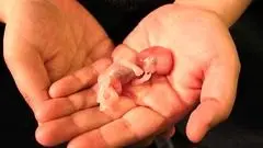 ببینید/ به چه افرادی مجوز سقط جنین داده می‌شود؟ 