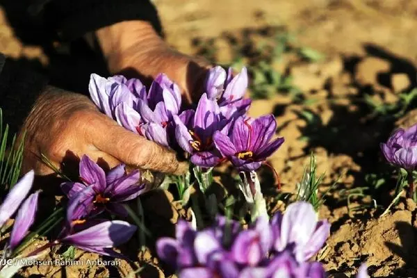 دست دلالان از بازار طلای سرخ خراسان شمالی کوتاه شد