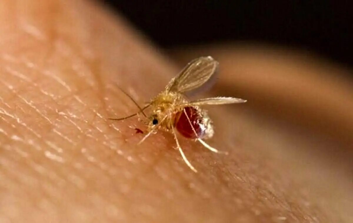 افزایش خطر شیوع بیماری سالک در فصول گرم سال