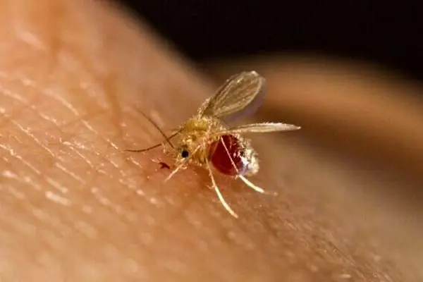 افزایش خطر شیوع بیماری سالک در فصول گرم سال