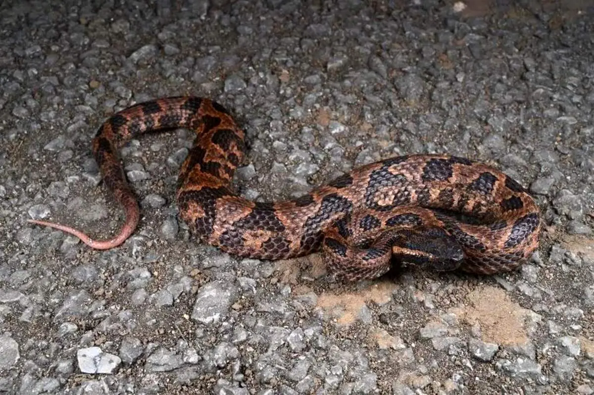 کشف یک گونه افعی تکامل‌یافته در چین!