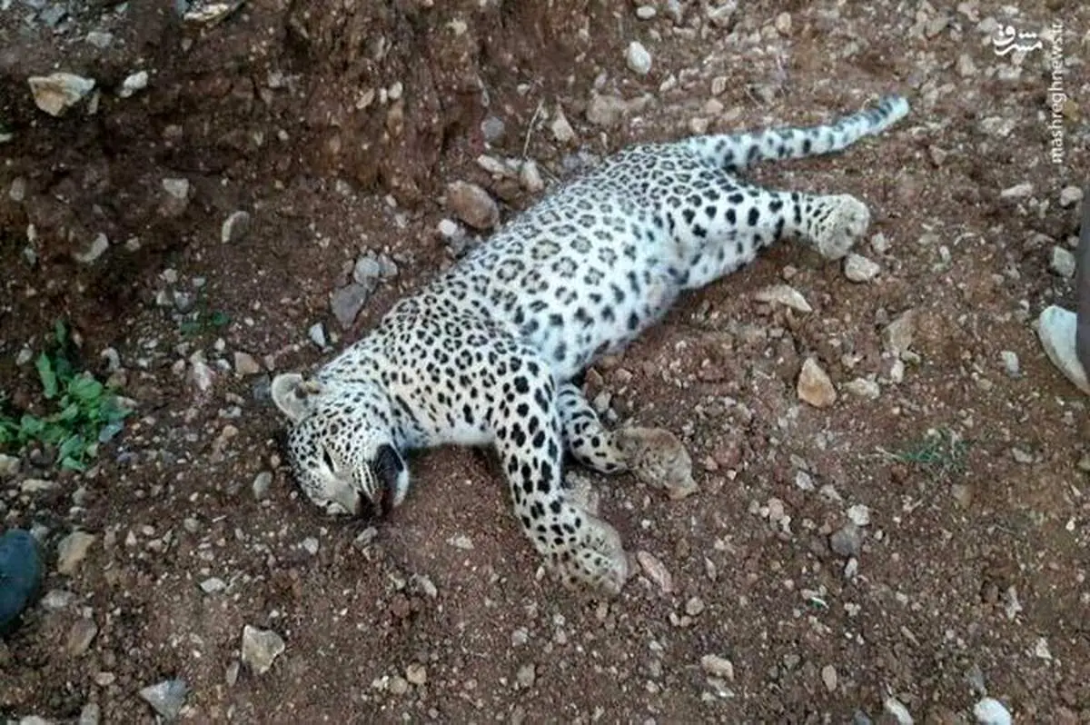 کشف لاشه پلنگ خراسان/ علت مرگ در دست بررسی