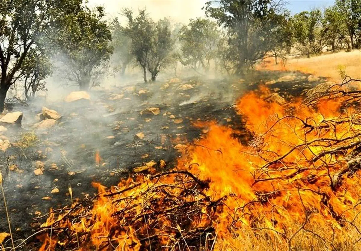 ببینید | تصاویر هولناک از آتش سوزی گسترده در جنگل‌های مریوان