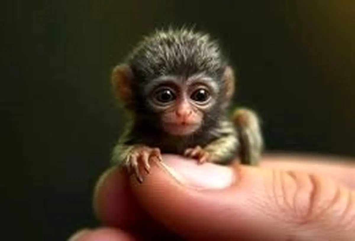 ببینید | با کوچک‌ترین میمون جهان آشنا شوید