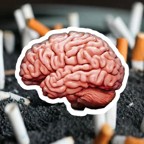 سیگار بکشید و مغز را دود کنید !