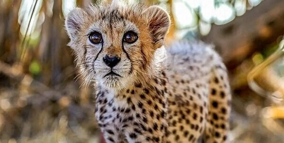 نسل یوزپلنگ ایرانی 5 سال فاصله با نابودی کامل!