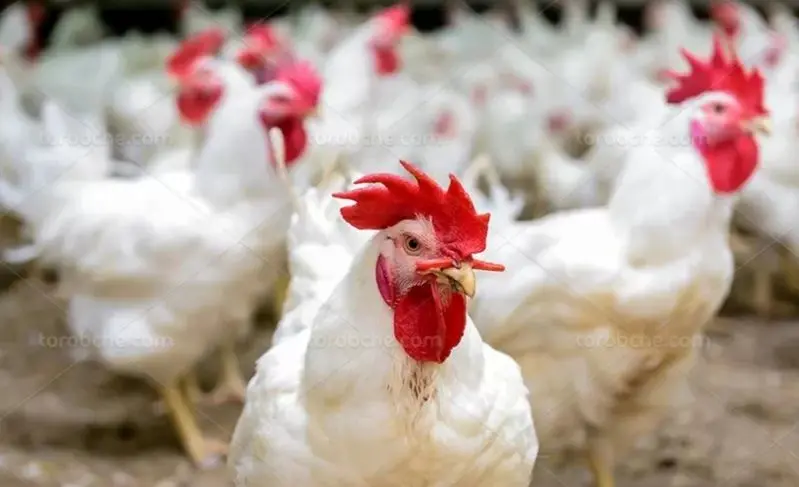 افزایش قیمت مرغ ادامه دارد ؟