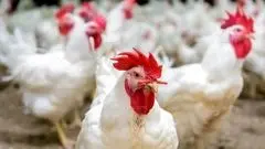 افزایش قیمت مرغ ادامه دارد ؟