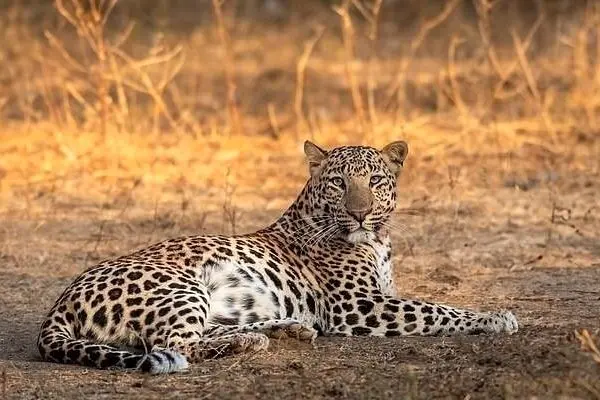 مشاهده یک قلاده پلنگ ایرانی در نزدیکی تهران/ عکس