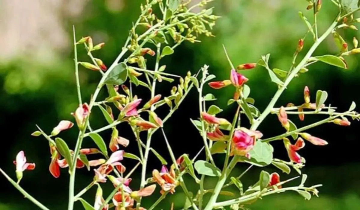 عرق این گیاه بسیاری از بیماری هار را درمان میکند