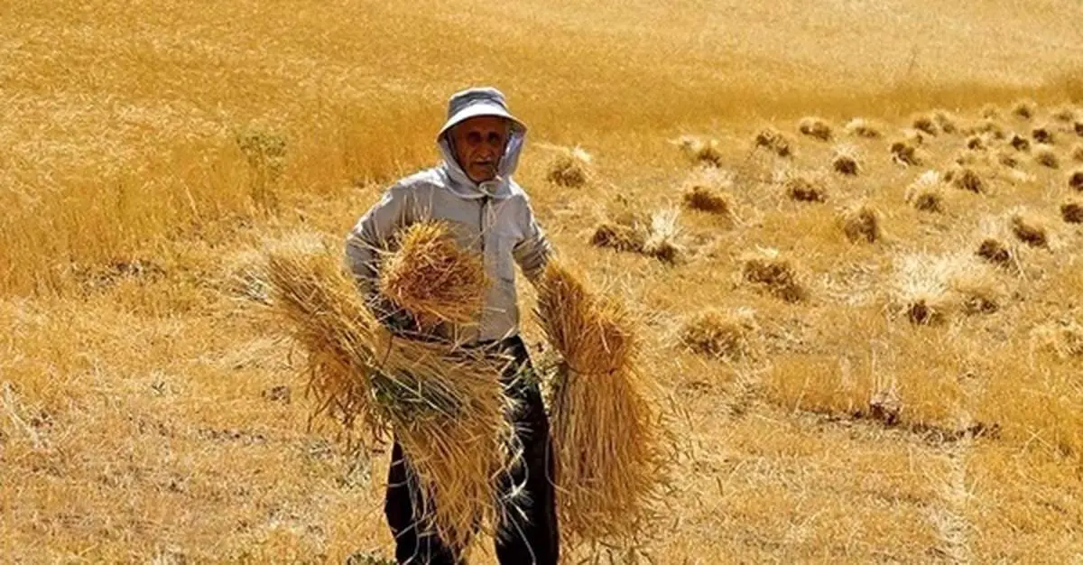 خبر جدید درباره قیمت جدید گندم/ گندمکاران بخوانند