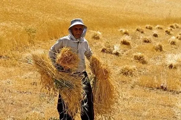 خبر مهم درباره پرداخت مطالبات گندمکاران/ قیمت جدید 