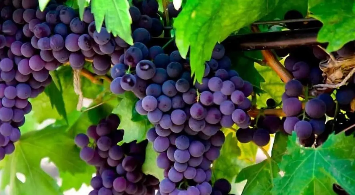 میوهای که پزشکان آن را دشمن فشار خون بالا میدانند؛ اسمش را میدانید؟