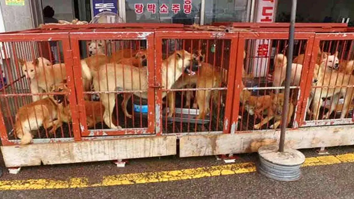 آیا کره جنوبی خوردن گوشت سگ را ممنوع کرد؟