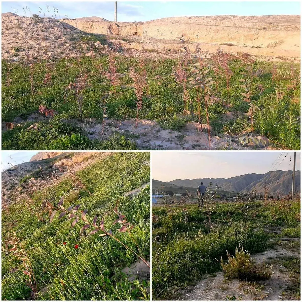 اجرای طرحهای زنجیره سبز و آبی در سه شهرستان استان خوزستان