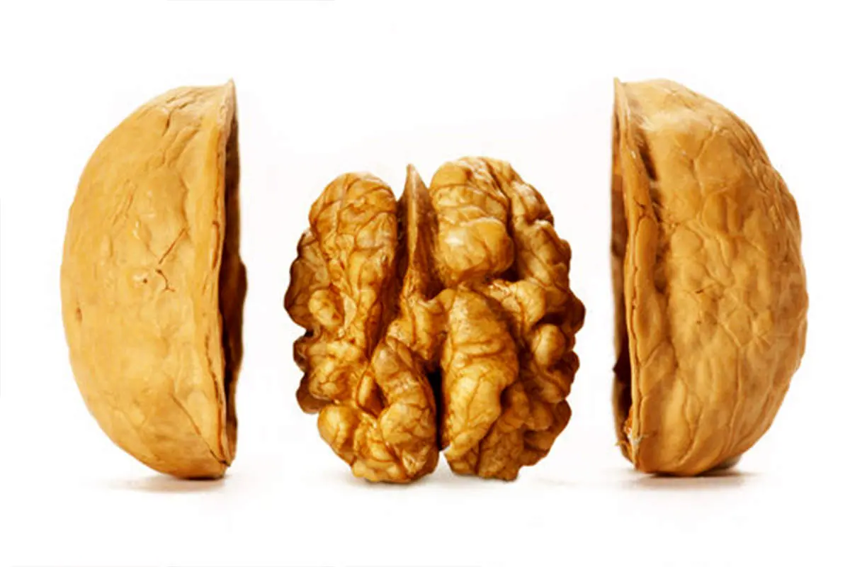 ویتامین های گردو و سلامت مغز: حمایت از عملکرد مغزی و بهبود حافظه