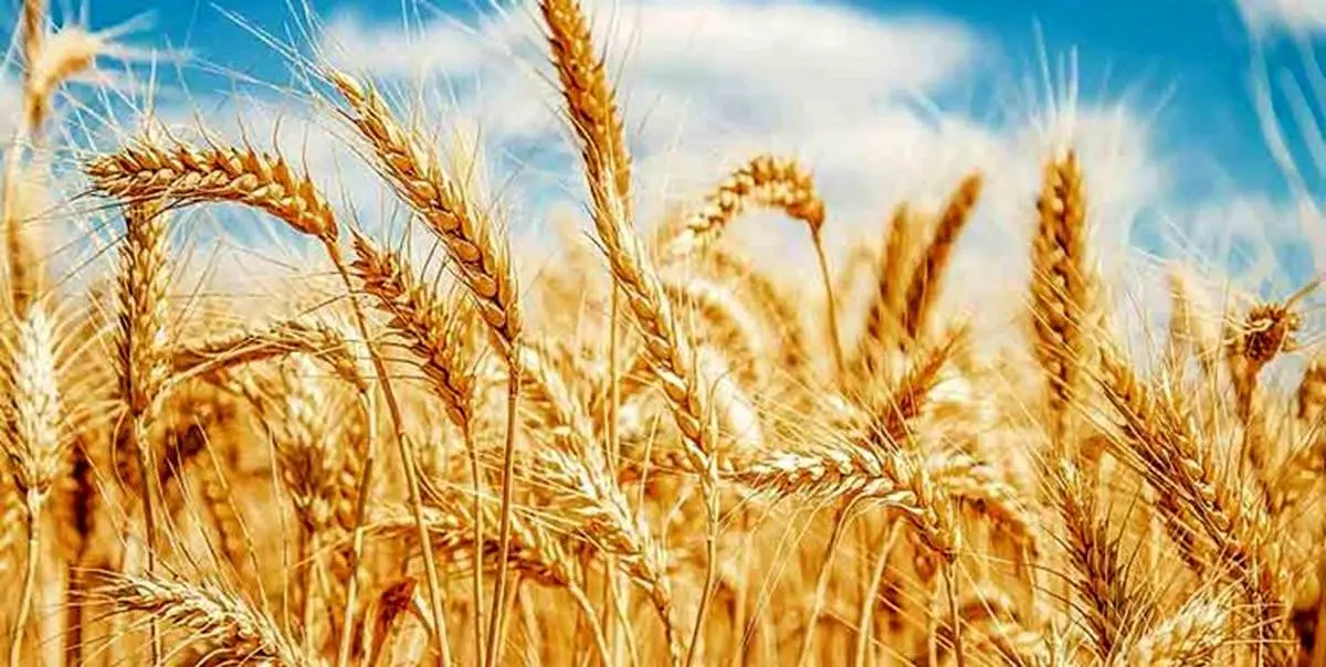 خریدی برای تضمین امنیت غذایی