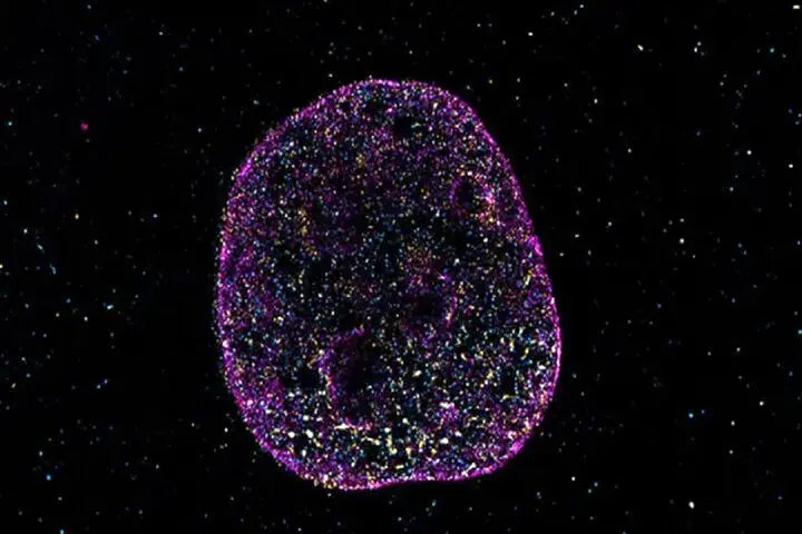 دانشمندان زبان دوم حیات را کشف کردند