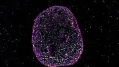 دانشمندان زبان دوم حیات را کشف کردند