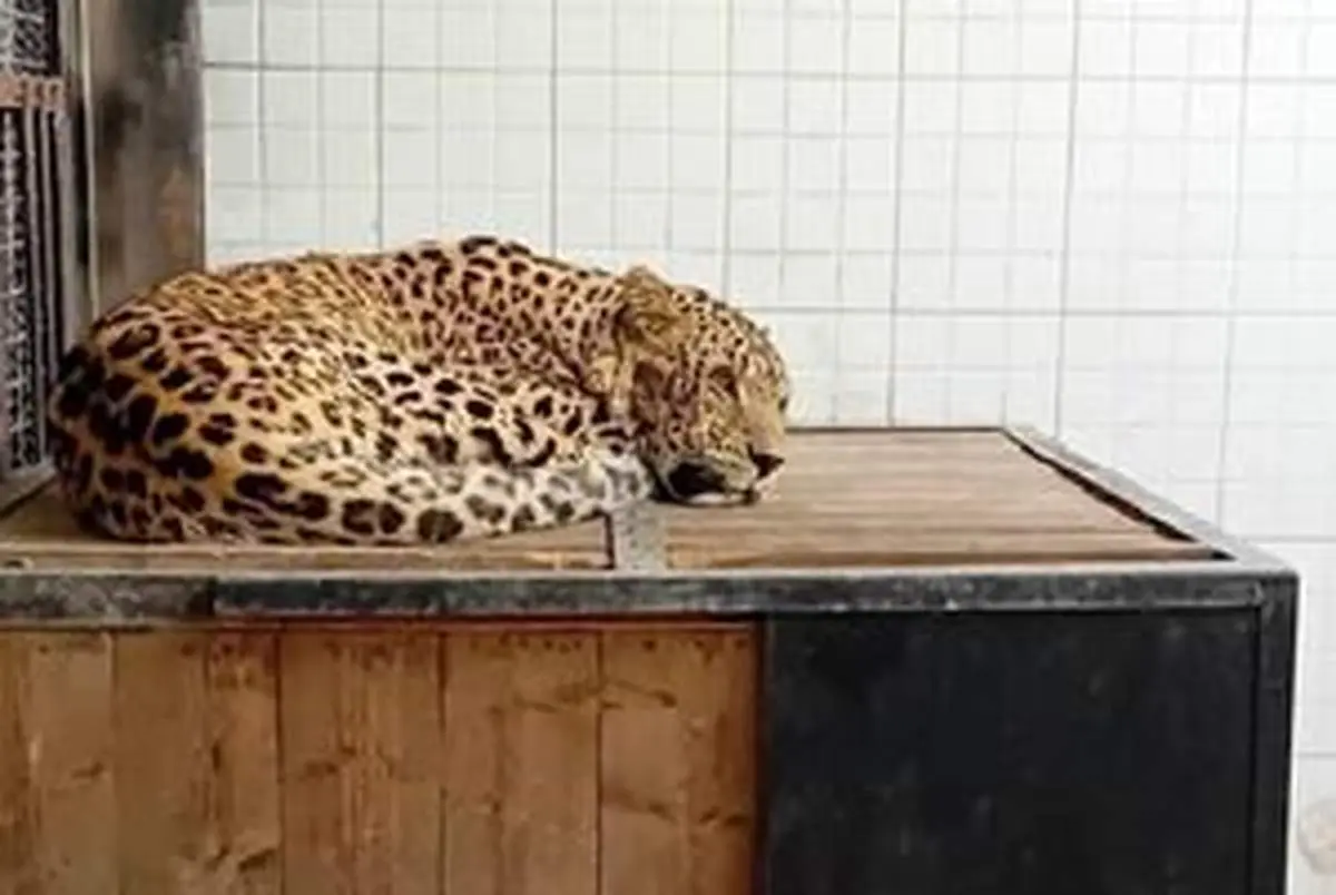 پلنگ زندهگیری شده در دماوند به کرونا مبتلا شد