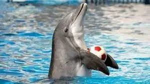 ببینید | حرکات حیرت‌انگیز یک دلفین در آکواریوم