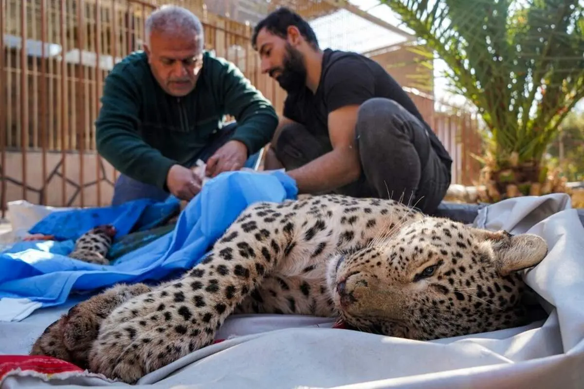  سازمان حفاظت محیط زیست هیچ برنامه‌ای برای زنده‌گیری یوزپلنگ ندارد