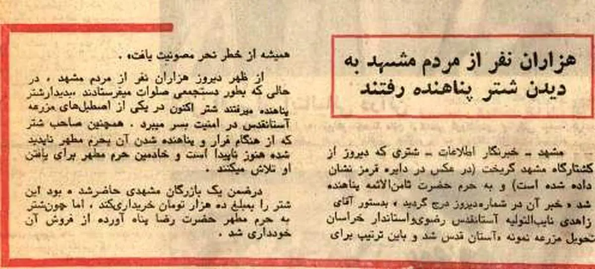 سرنوشت شتر پناهنده به حرم امام رضا (ع)