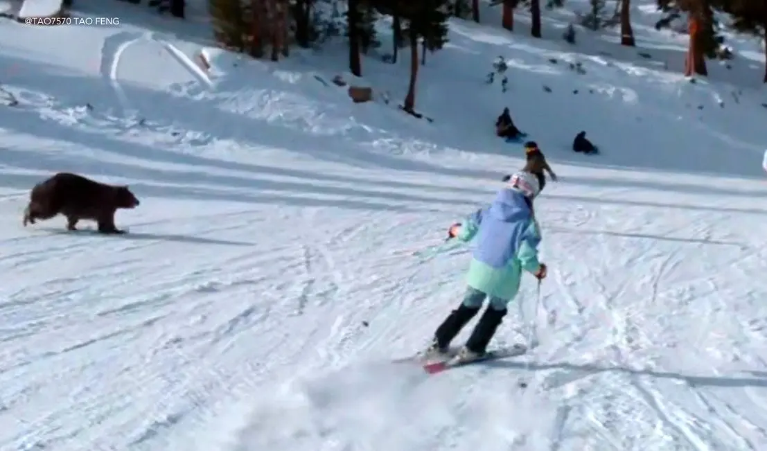 فیلم هیجان انگیز لحظه ورود خرس به محوطه اسکی بازی مردم