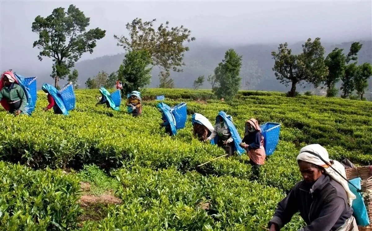 بفرمایید؛ چای با طعم نفت!