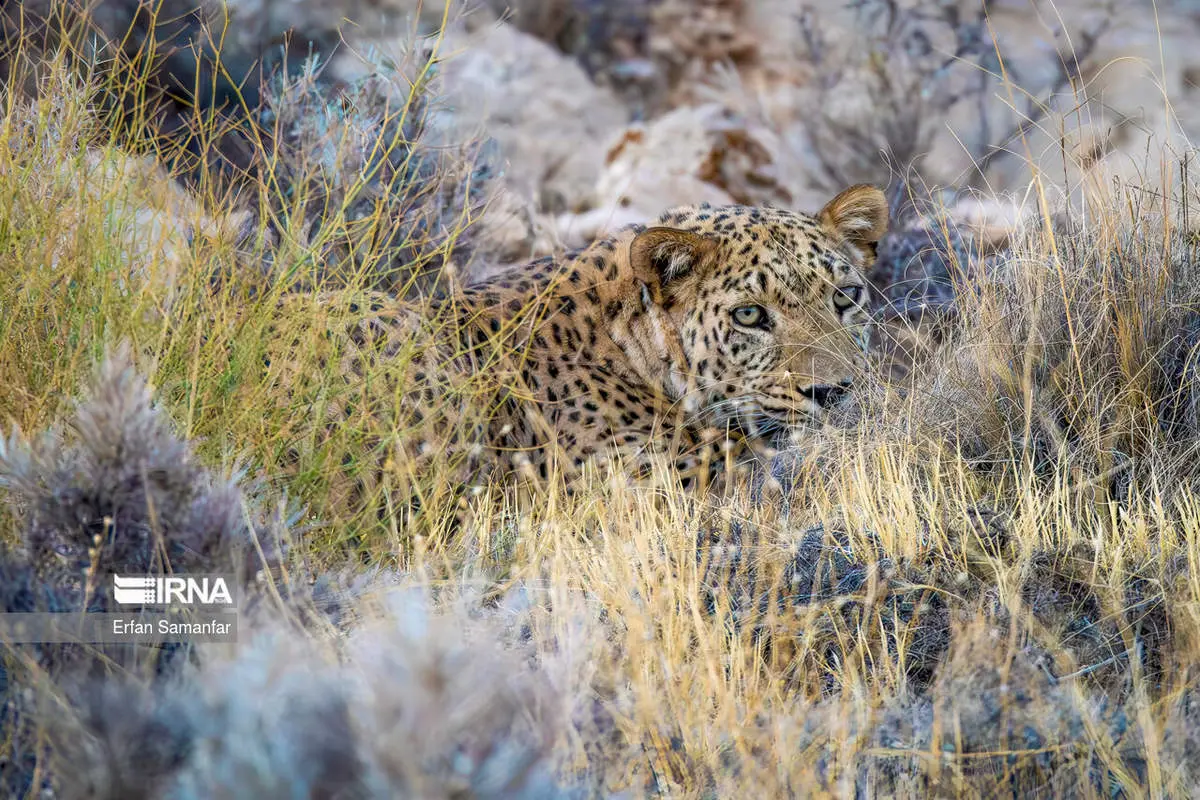 تصاویر ناب از یک قلاده پلنگ در فیروزکوه/ ببینید