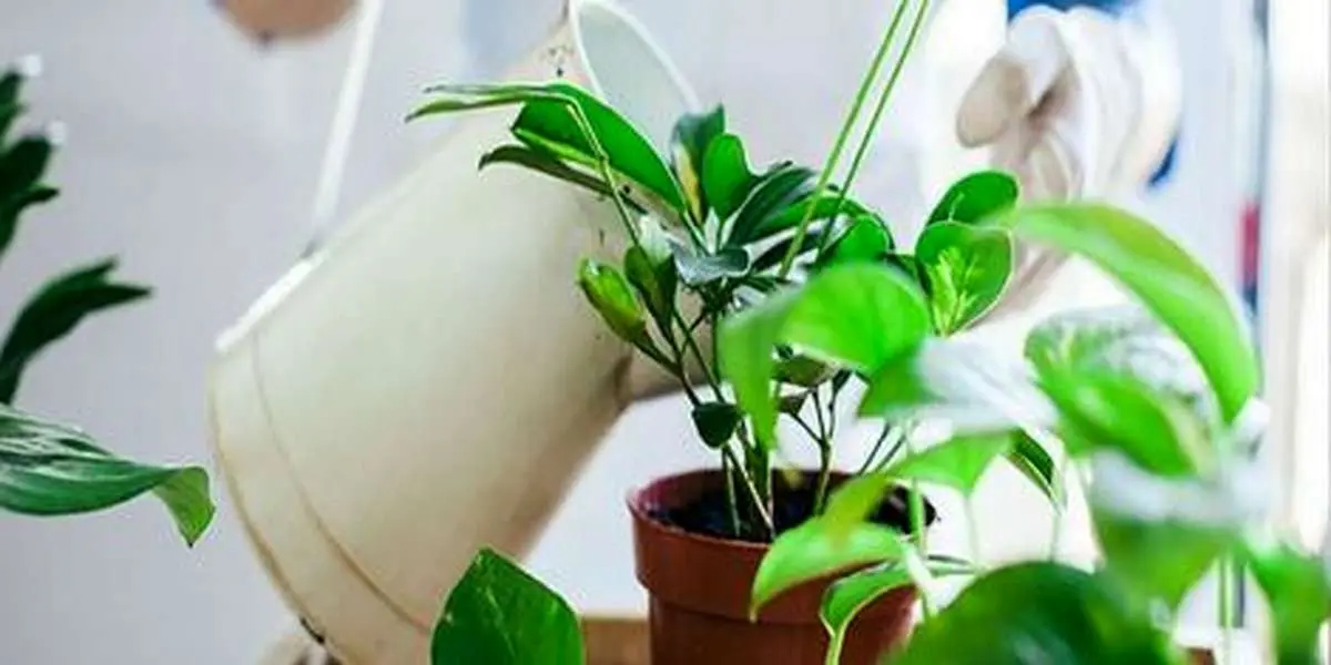 چه وقت هایی نباید گیاهان آپارتمانی را آبیاری کرد؟