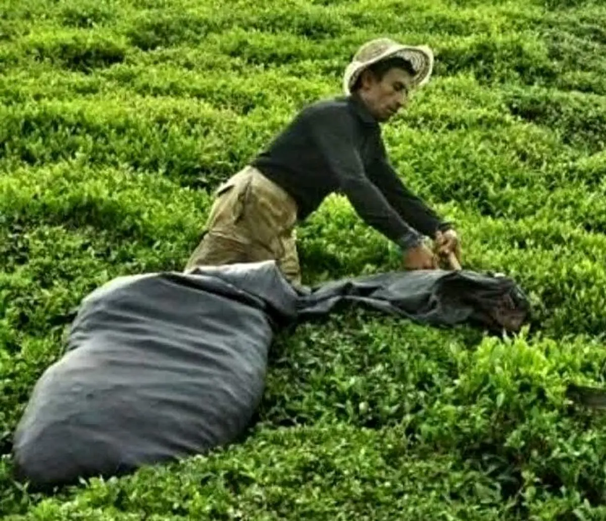 دلالان بازار چای را سیاه میکنند