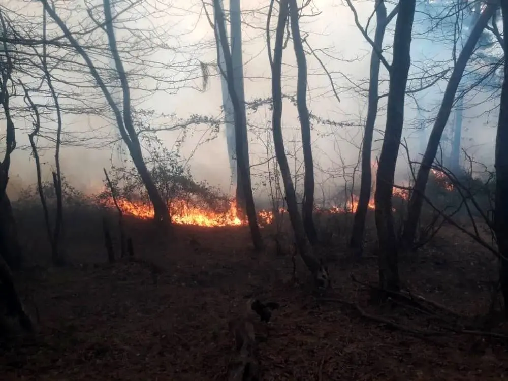 جنگل‌های سراوان رشت در آتش سوختند