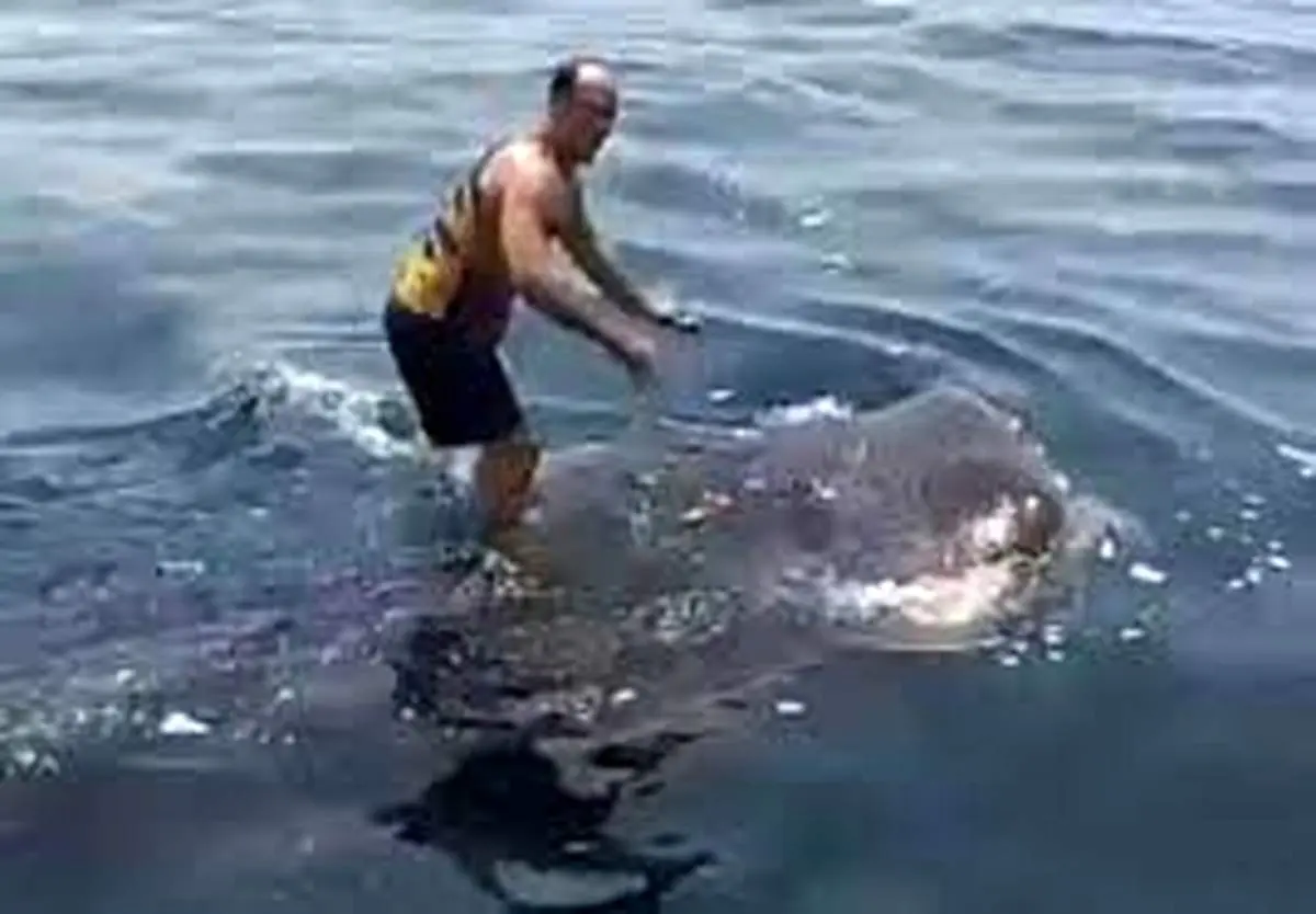 ببینید | کوسهسواری به سبک بوشهریها