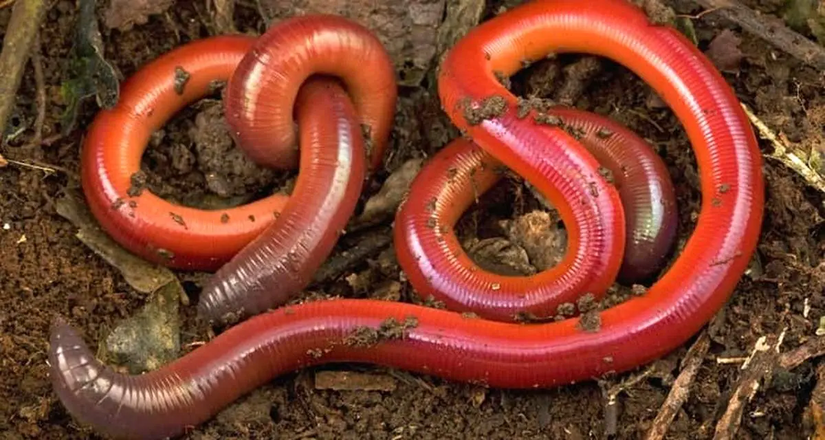 ببینید | عجیبترین موجودی که تا به حال ندیدهاید