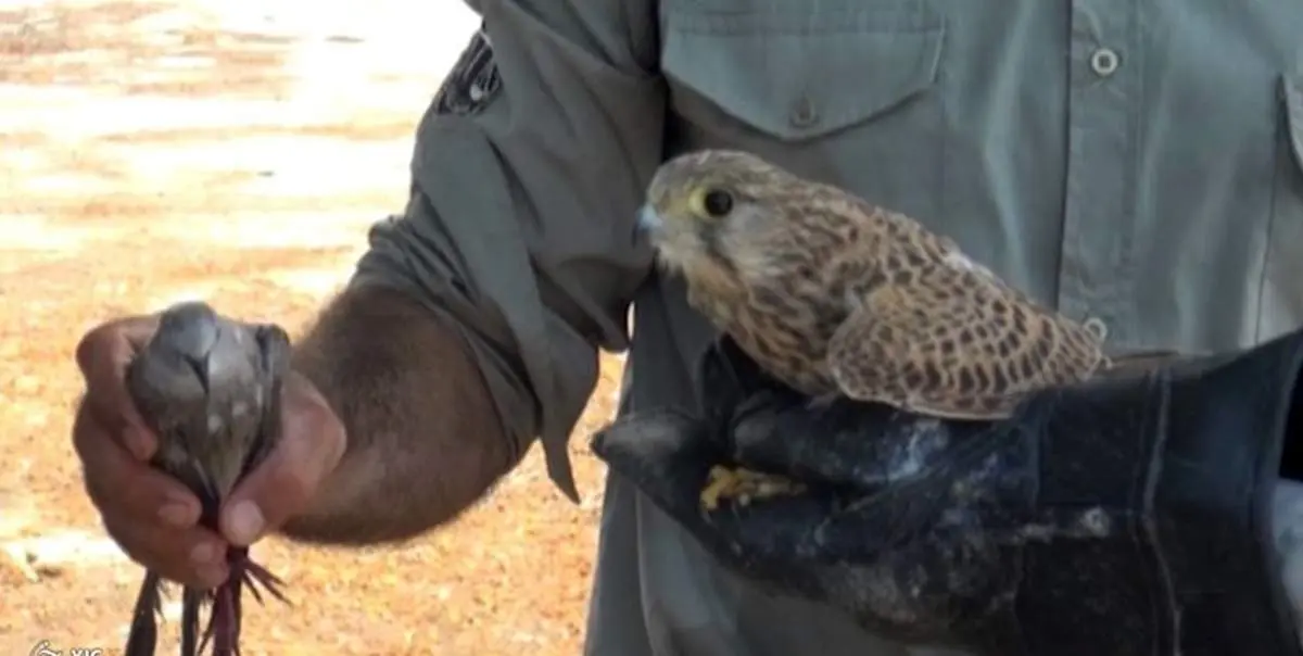 دستگیری ۴ شکارچی متخلف در بندرلنگه