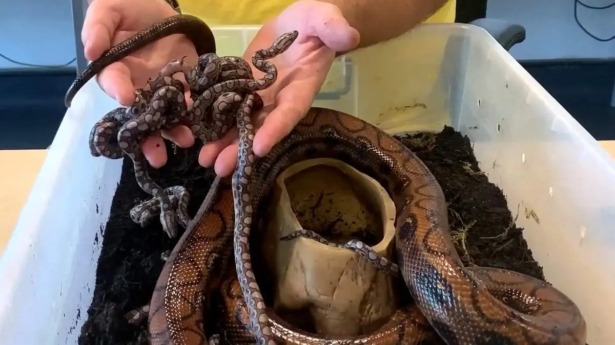 «رونالدو» مار باکره‌ای که ۱۴ فرزند زایید را ببینید!/ فیلم