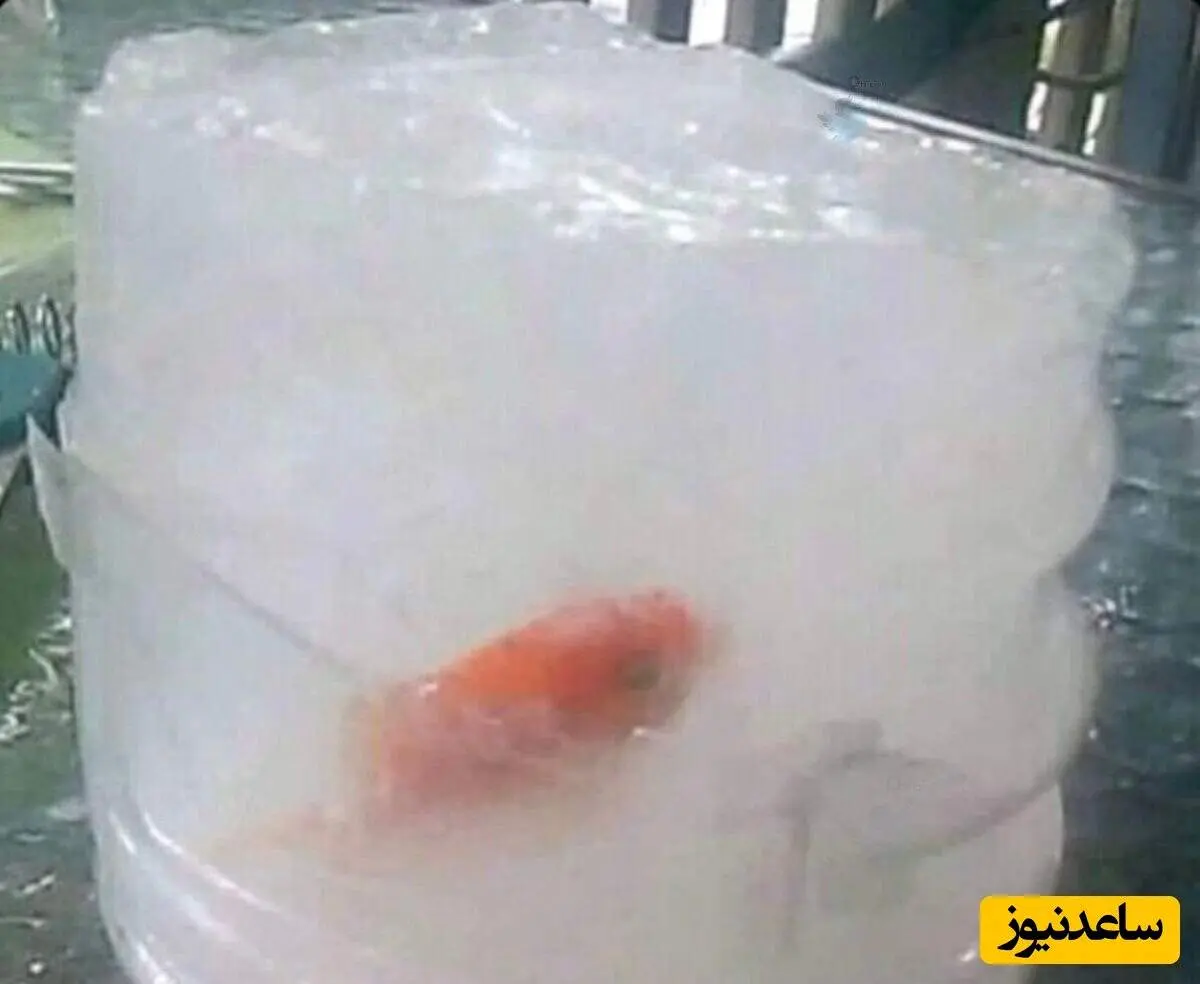 دوستی خاله خرسه کودکانه در حق ماهی قرمز نگون بخت/ عکس