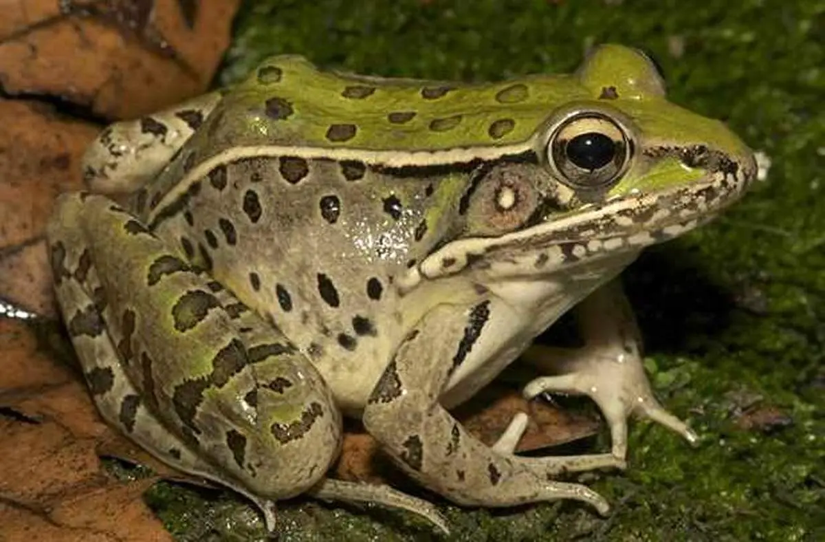 قورباغه ها  هم لهجه دارند