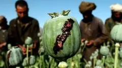 پیشنهاد ایران برای خرید تریاک از افغانستان