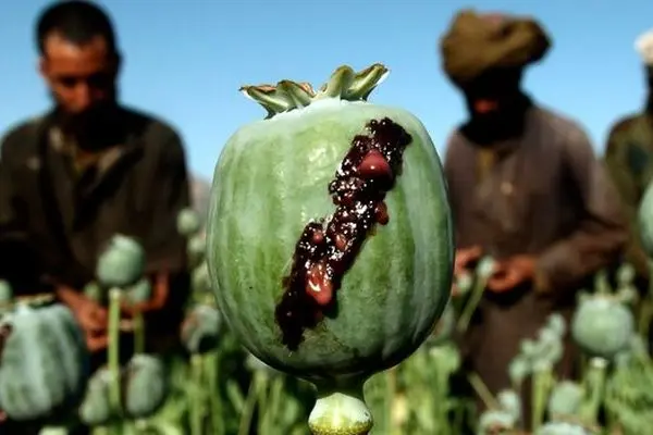 دسترسی آسان به شربت تریاک