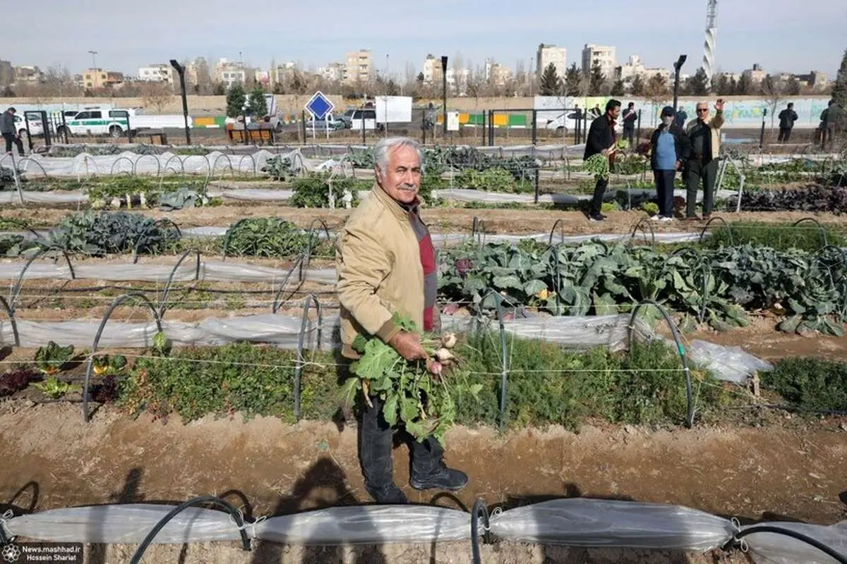 مزارع ۲۵ متری برای مردم مشهد/ عکس