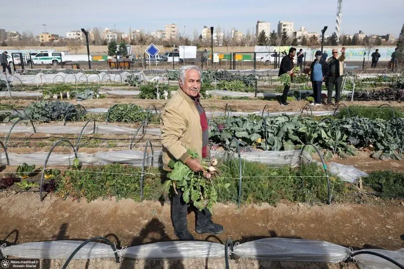 مزارع ۲۵ متری برای مردم مشهد/ عکس