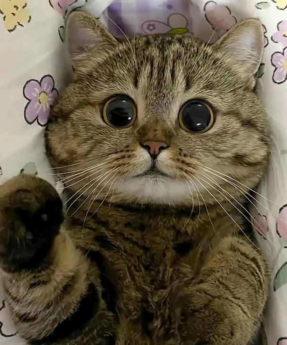 گربه های بامزه یا خون آشام های ترسناک!