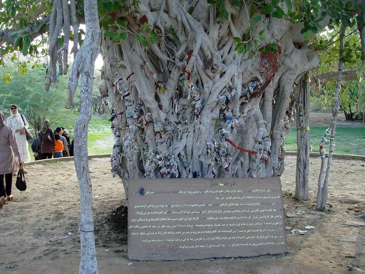 درخت ۵۰۰ ساله کیش از بین رفت / تصاویر وضعیت این جاذبه گردشگری کیش را ببینید
