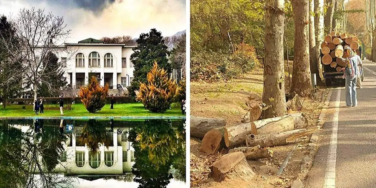 درختان سعد آباد درگیر سوسک شده بودند!