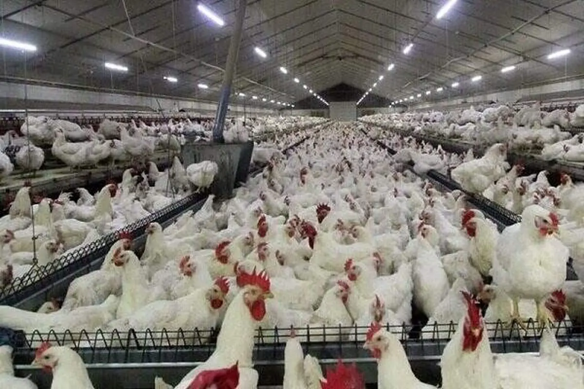 مرغ به ۱۶۰ هزار تومان رسید/ سفره مردم زیر فشار گرانی